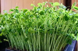 Brier Patch Pea Microgreens Clamshell