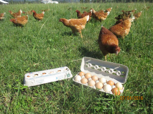 WV Pastured Eggs One Dozen